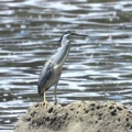 2026年7月9日の野鳥公園