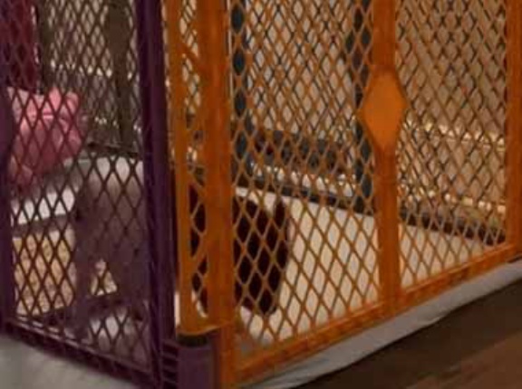 小さなミニブタを囲いの中で飼い始めた。なめんなよ！ → すぐにブーさんはこうします…