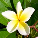 秋の花々