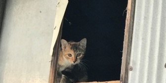 空き家の実家に風通しに行ったら黒猫がいた。どこから侵入したんだｗ