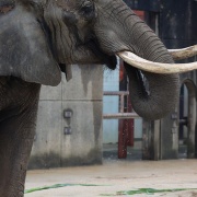 媛ちゃんの19歳のお誕生会♪ (2)