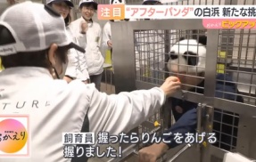 パンダが居なくなったアドベンチャーワールド　飼育員をパンダにしてしまうｗｗｗｗｗｗｗｗ