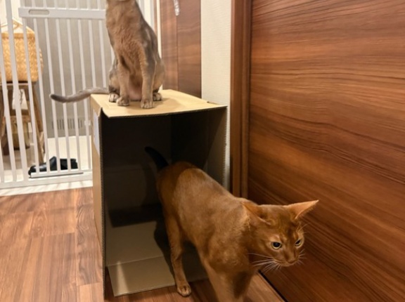 出入りの激しい猫マンション？