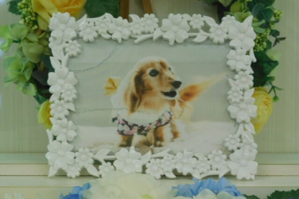 水戸ペットセレモニーのblog ペット火葬 霊園 茨城 水戸市 ペット火葬 筑西市