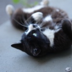 ねことアパートと1人暮らし～とらやんとおらと～