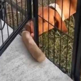 猫の動画 ねこわん！
