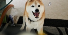 デジャヴなボール遊び♪