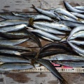 爆釣