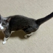 ドラマ「ザ・ロイヤルファミリー」を見終えて