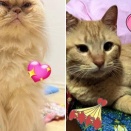 2026年4月12日譲渡会のお知らせ