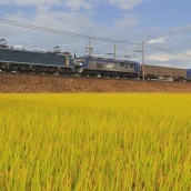 月曜日の950レ重連は白帯 EF66-54　= 先週に引き続き元ブルトレ牽引機 =