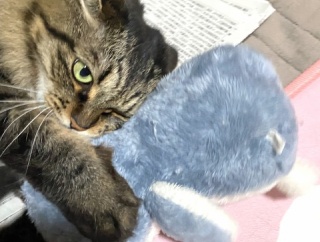 【猫写真】ペンギンと戦うマロちゃん