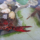 タニシの動きの話 動かない 水面にいる 蓋を閉じている など 虎ノ門虎之助のベランダ ラボラトリー Ft メダカ