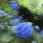 『明月院ブルー　Final　イメージ』の画像