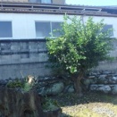 甘夏かんの手入れ