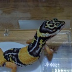 まるめのブログ