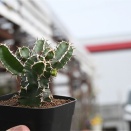 ユーホルビア・ムランジーナ＆本日の入荷植物