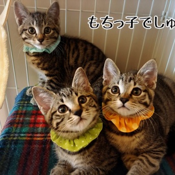 どちらさま☆もちっ子の来し方