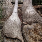 市川市観賞植物園へ⑫(2025年12月)