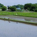 梅雨は何処へ!?  晴天ご近所ポタ