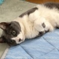 14歳になっても2歳の猫と激しいじゃれ合い