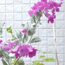 レウコフィルム　2026年2回目の開花。