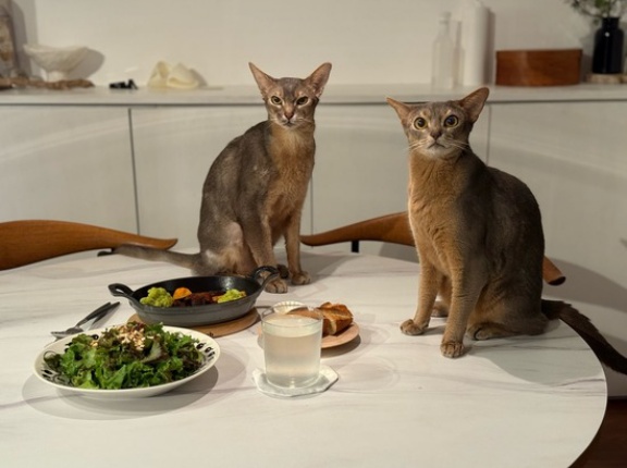 ひとりごはんの牛タンシチューの夜ごはんと、取り囲むグレー
