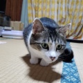 ビビりさんは スカンクにw
