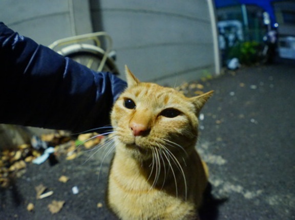 伯父猫と甥猫の関係性　20260705