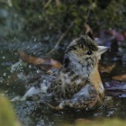 『投稿：冬こそBORGの出番　2024/01/16』の画像