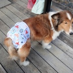 ボルゾイな生活