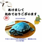 くるみとみるく　～阿佐ヶ谷猫姉妹の毎日～