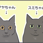 【猫写真】我が家の黒猫見分けクイズ