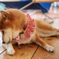 EF50mmF2.5コンパクトマクロ