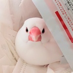 白文鳥のぴーちゃんの記録