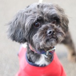 『ゴールデンウィーク期間中の譲渡会について』の画像