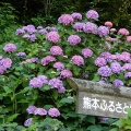 アジサイの花！３
