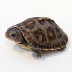 爬虫類クラブJ 横須賀店ブログ