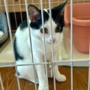姉の家の5匹の猫となごにゃん