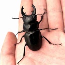 リュートネルツヤクワガタ 飼育記