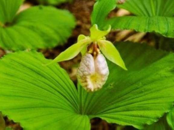 熊谷草咲く