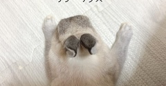 うさぎのルリ(8/18追記)