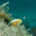 7月14日　ハナミノカサゴ