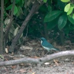 鳥写真マンガ