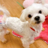 『【犬】ちくわちゃん（マルチーズ）掲載内容を更新しました』の画像