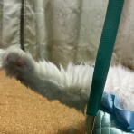 毛玉きょうだい