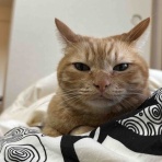 ねころぐ ～にゃんだかんだ幸せ猫多頭飼いの日々～