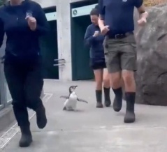 赤ちゃんペンギンが飼育員たちと鬼ごっこをして一緒に走る