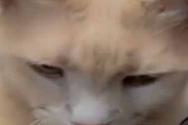 ネコの顔をスマホで撮ってみた ディズニー風にしてみる こんな顔になりました 猫の動画 ねこわん