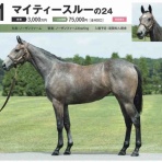 新入一口馬主の活動履歴